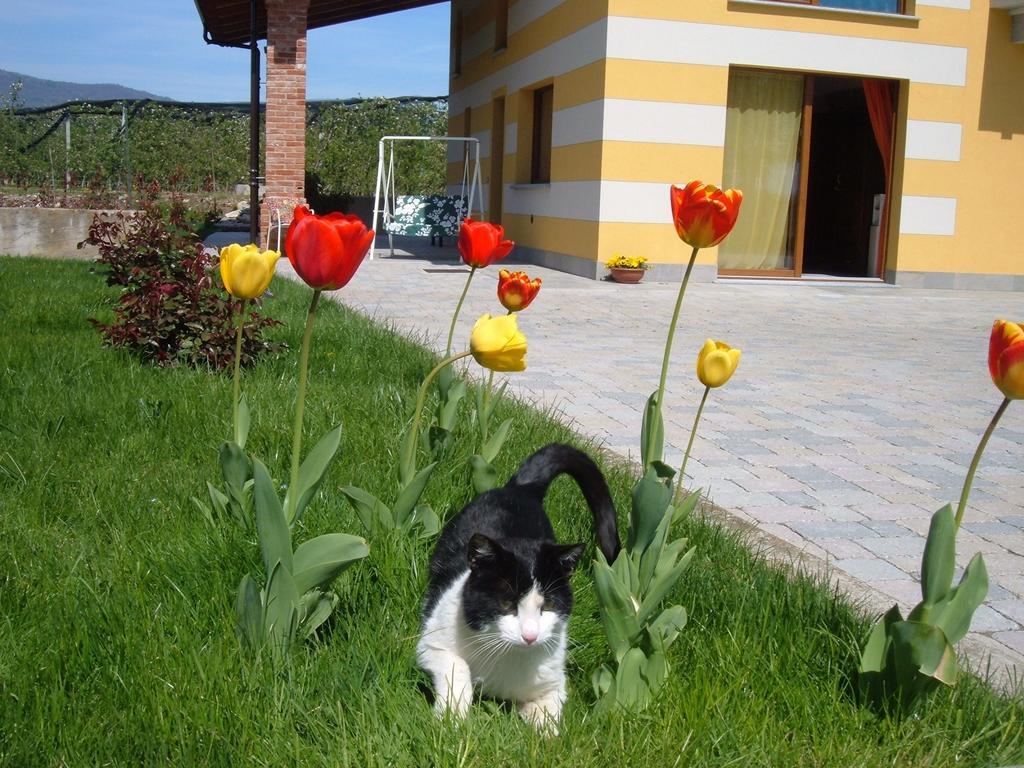 Agriturismo Fior Di Campo Дронеро Екстер'єр фото